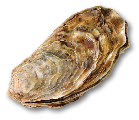 Oyster